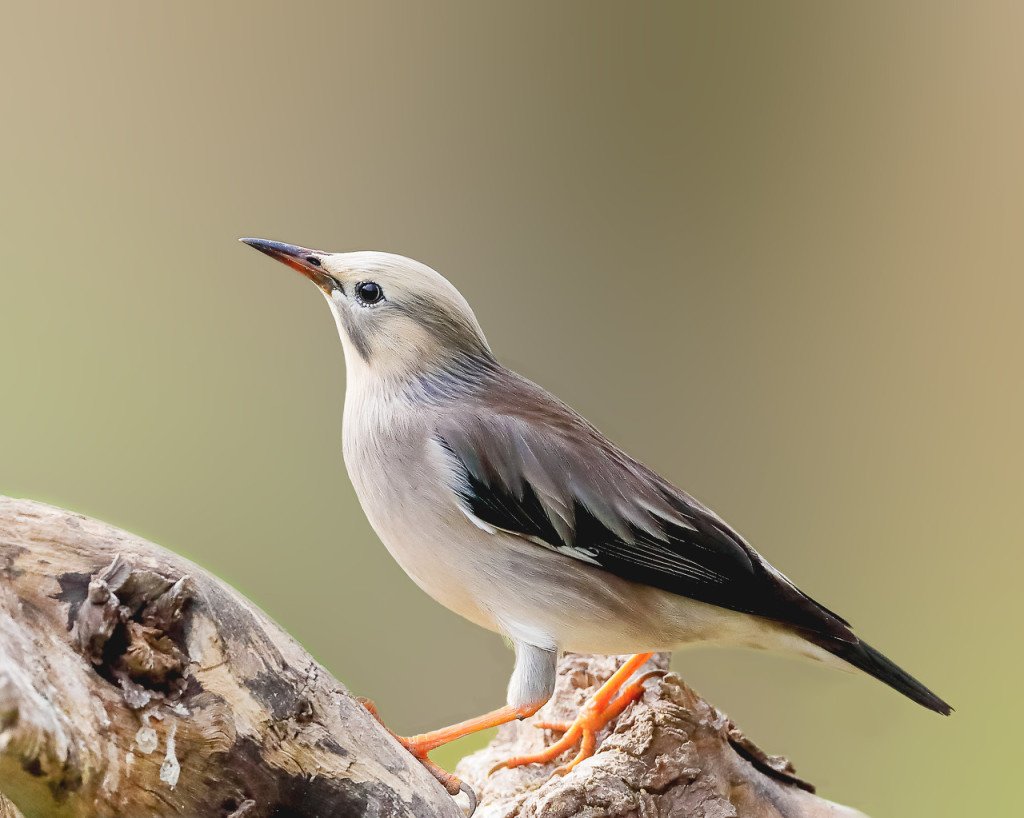 mtmsoft's tweet image. Don’t compare your life with others. There’s no comparison between the sun and the moon.