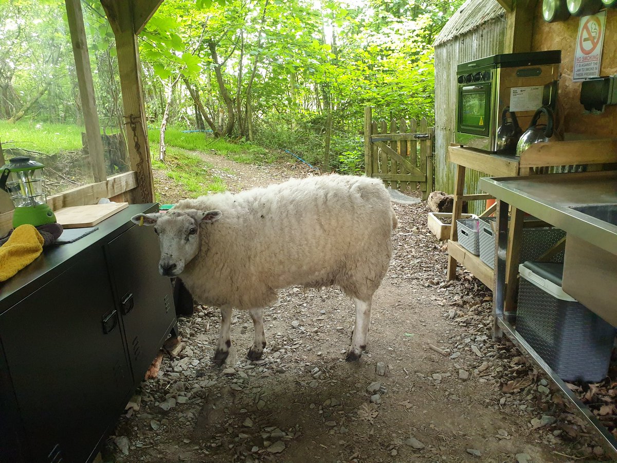 BTWsanctuary's tweet photo. Cherry has been helping out in the #Sheepover camping kitchen 🐑

She's mainly enjoying knocking over bins and seeing what comes out!

Cherry is such a friendly girl, she's just like a woolly Labrador 🤗

You can sponsor Cherry to help us look after her 🍒 https://t.co/YsGkif4PDM https://t.co/EkXz9OMmYR