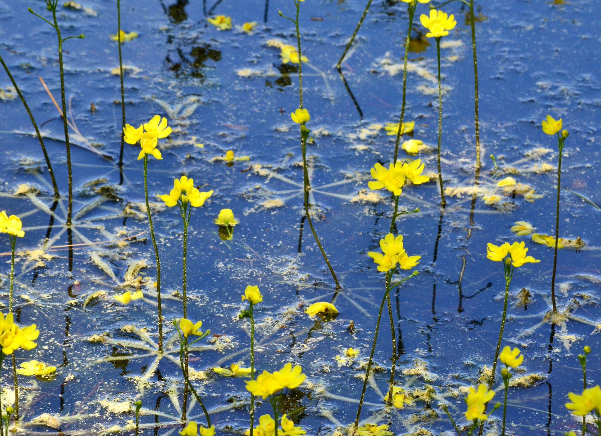 nj_pinelands's tweet photo. Nature as Art: Native, carnivorous inflated bladderworts (Utricularia inflata) are blooming in the NJ Pinelands …
📷: Paul Leakan, Pinelands Commission Communications Officer
#pinelands #pinelandsnationalreserve #njstateparks #njpinebarrens #bladderworts #nativeplant https://t.co/rBxJkPVtxE