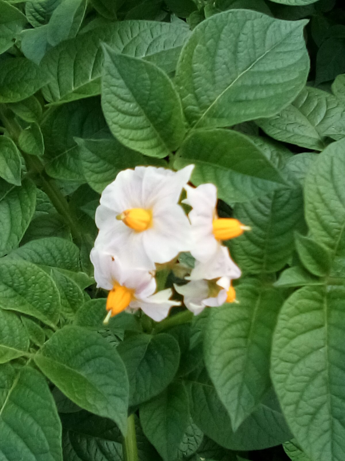 馬鈴薯の花 Twitter Search Twitter