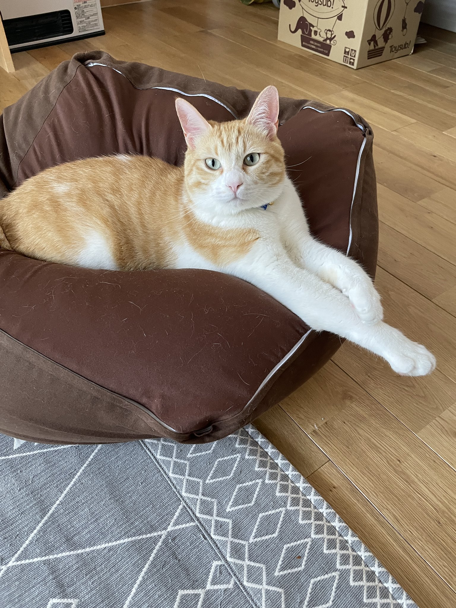 ベルボブ Pa Twitter 僕腕長いでしょ ᴗ ボブ男 僕ボブ男くん ねこ T Co 1cfywv2dar Twitter