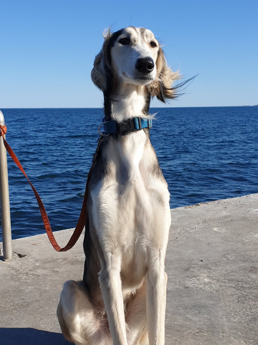 WTirith's tweet image. 