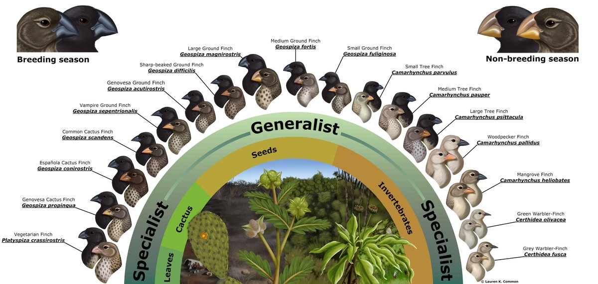 Lauren Common tweet media