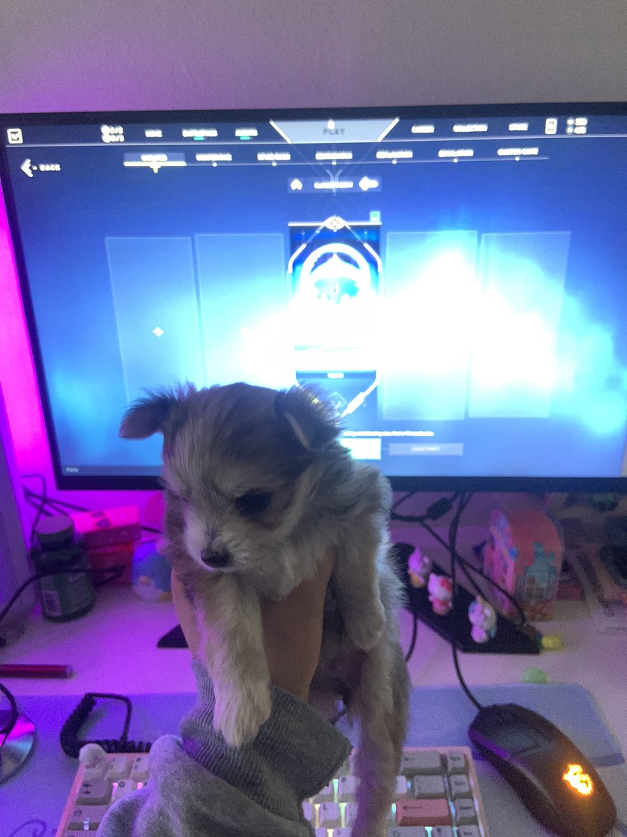 Yriiek's tweet photo. what do we think about my new val duo? https://t.co/zl9t6ctqjK