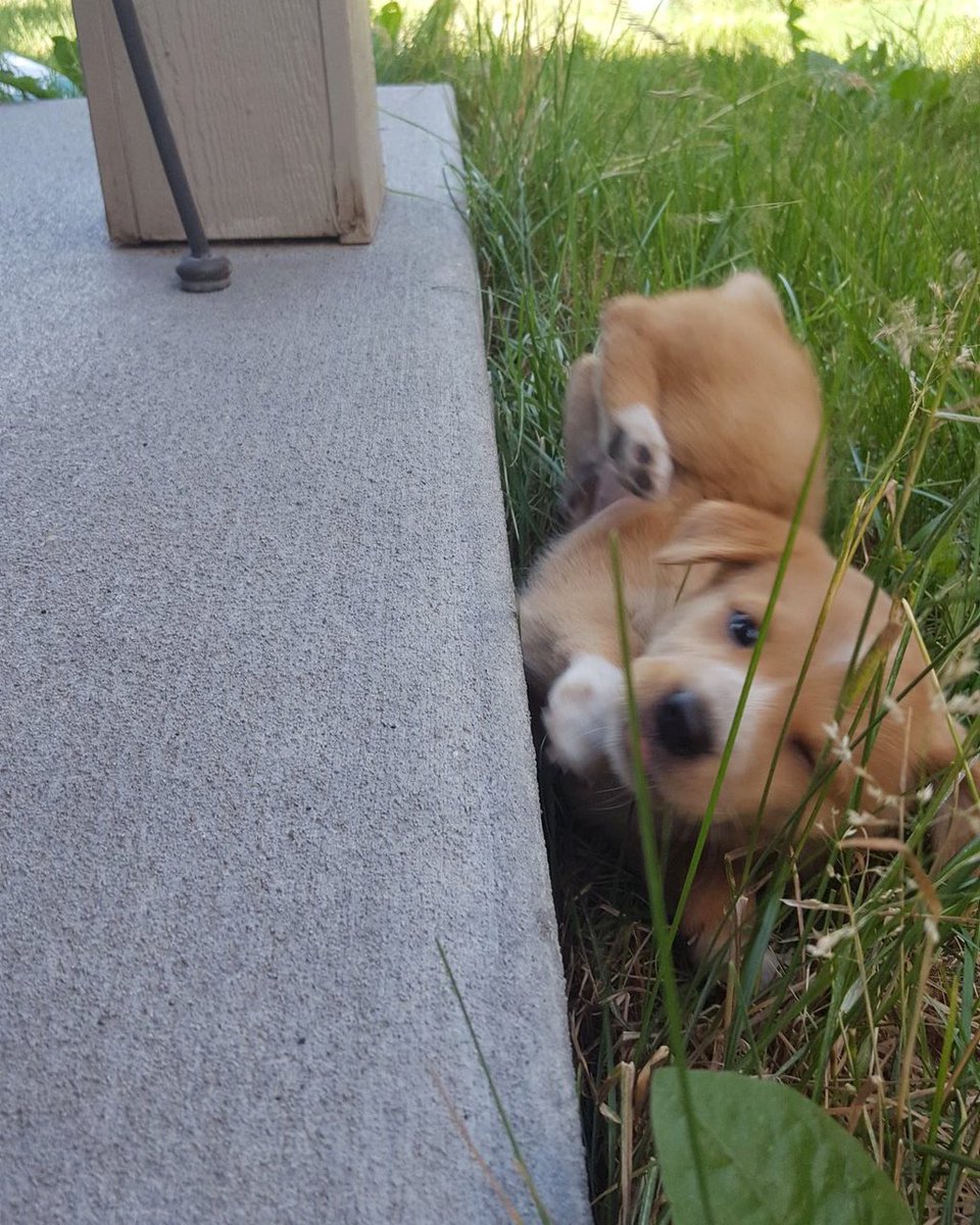 dog_rates's tweet photo. This is Canela. She attempted some fancy porch pics. They were unsuccessful. 13/10 someone help her https://t.co/NPNaCMh9ZY