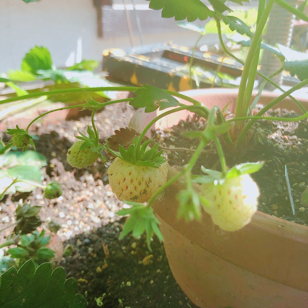 c15succulent's tweet photo. #superpineberry
朝日の中で、うまくピンと合わなかった。 https://t.co/S8B7aefmZU