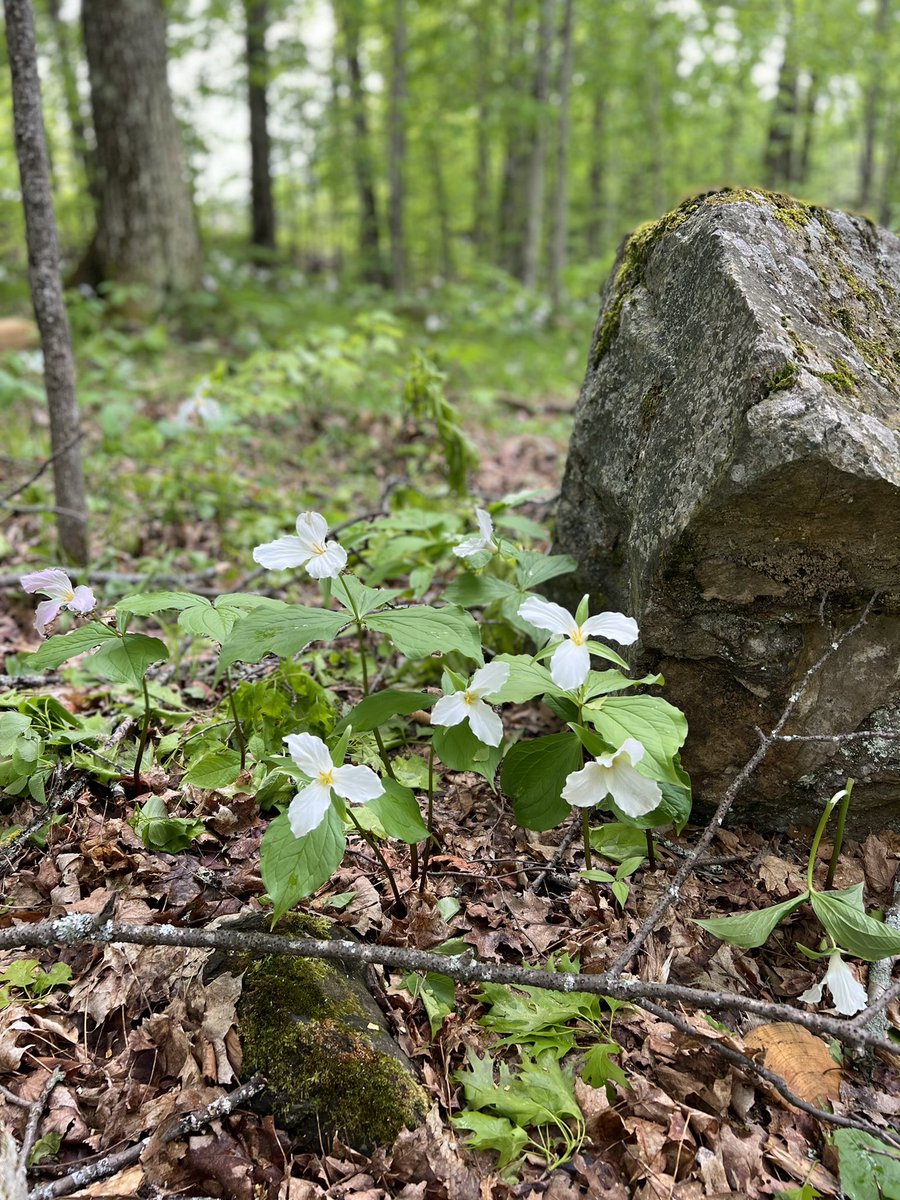 Liam Portt tweet media