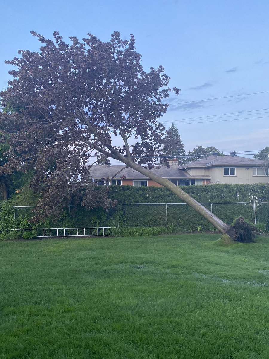 ChrisPlus2's tweet photo. @AltaVistaWard18 A huge tree fell on high voltage line in my backyard. I am concerned about the safety of people who can mistakenly approach it. What is the best way to alert @Ottawahydro? Tree on Broadmoor https://t.co/zGy1pFdo1K