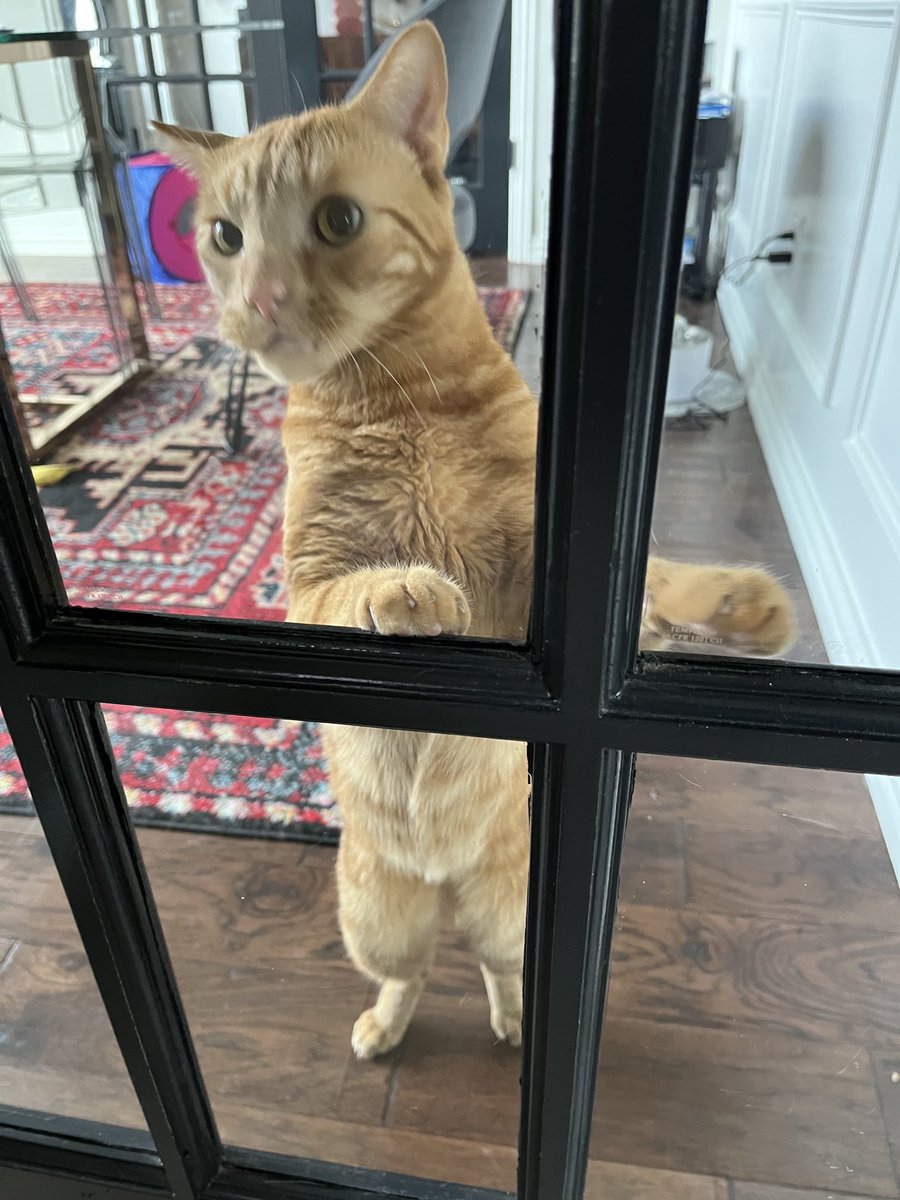 I was just trying to help out with #dinner and she put me in jail. #catsontwitter