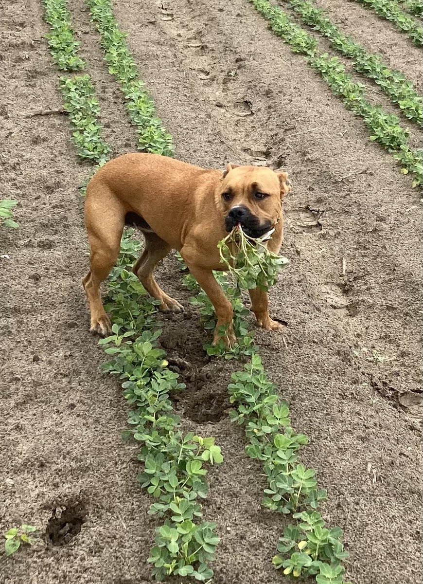 cook_ag's tweet photo. A pigweed eatin dog. https://t.co/rCyzWdN6us
