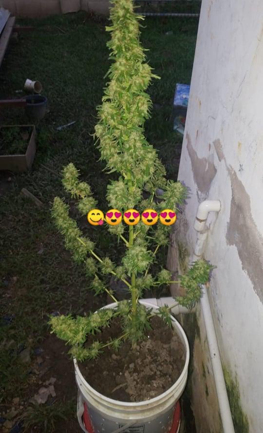 No caption needed 🧢🍃🤯🥰