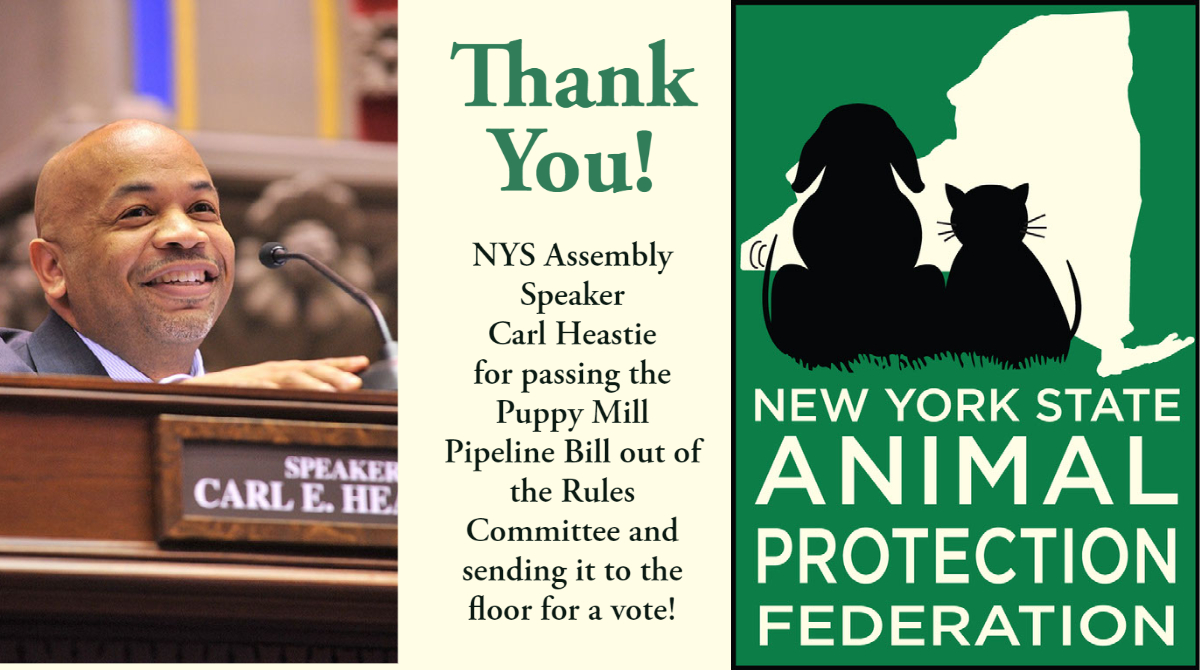 One more hurdle to the Puppy Mill Pipeline bill overcome. Now on to the Assembly floor for a vote. Thank you Speaker Heastie.