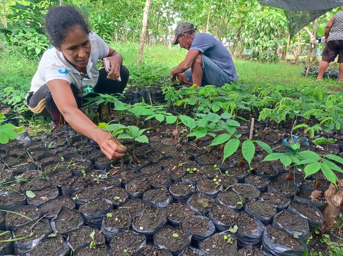 EnvolVertLatino's tweet image. Las labores de siembra y cuidado en los viveros comunitarios de las veredas La Esperanza y La Siria en Toluviejo, están dando resultado: inició la germinación de los árboles nativos seleccionados para la reforestación del #BosqueSecoTropical✅ 

#EnvolVert
