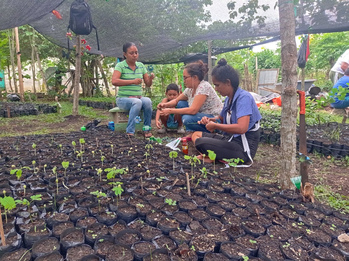 EnvolVertLatino's tweet image. Las labores de siembra y cuidado en los viveros comunitarios de las veredas La Esperanza y La Siria en Toluviejo, están dando resultado: inició la germinación de los árboles nativos seleccionados para la reforestación del #BosqueSecoTropical✅ 

#EnvolVert