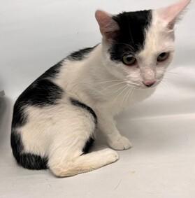 NYCDEATHROWCATS's tweet photo. Adorable Demarco was surrendered by his owner. He is already neutered and ready for a new home. Come meet him at BACC.  https://t.co/Hf9jgPd6Px https://t.co/E5PTJEtyXb