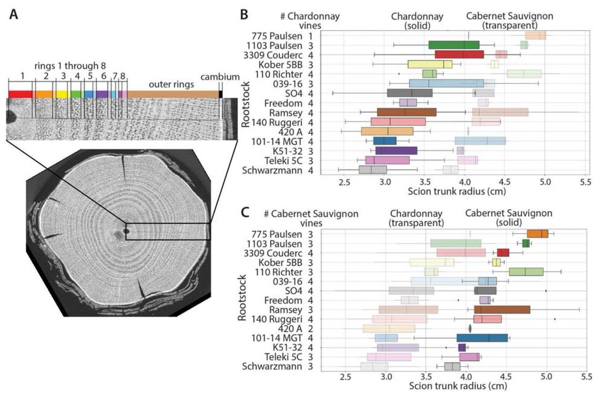 A long-term study shows that rootstocks act to modulate growth and other scion traits like the ratio of yield to vegetative growth, and can act like climate to affect growth rings, which can be used to monitor genetic, environmental effects. #graperesearch bit.ly/3lH0Rpr