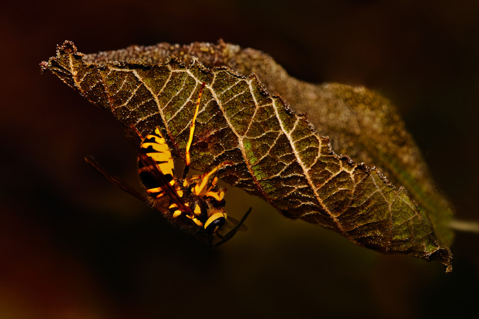 lowbassphotog's tweet photo. Can I build my nest on this leaf? #easternyellowjacket #wasp #vespulamaculifrons #wildconvos #eosrp #sigma150mmmacro #macrophotography #insectphotography #nature #macro #naturephotography #insect #photography #insects #macros #animals #photographer #bugs #entomology https://t.co/ME3aCTA2i9