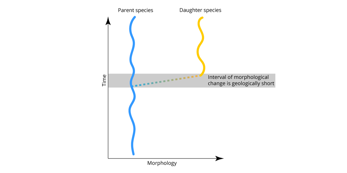 Want to know more about the idea of punctuated equilibrium and its connections to macroevolution? Check out this series of short videos developed by <a href="/KUbiology/">KU Biology</a> students in <a href="/Trilolight/">Bruce S. Lieberman</a>'s class: 

digitalatlasofancientlife.org/learn/evolutio…