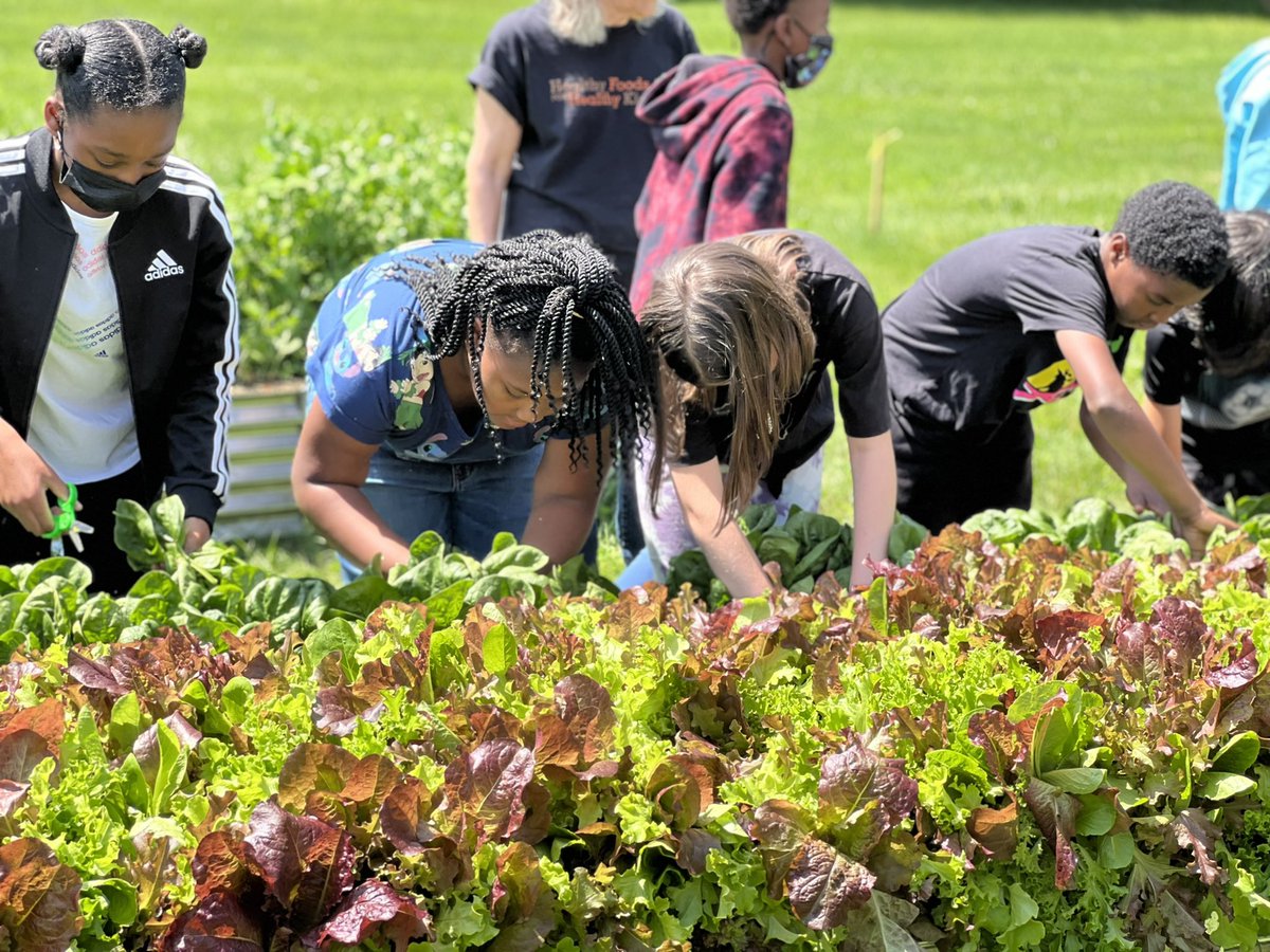 mtissandier9's tweet photo. 4th graders got to harvest spinach, Swiss chard, and lettuce from our school garden today! @CarrcroftElem #carrcroftstory https://t.co/5v1Yf05fZL