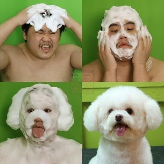 Dilo con perritos tweet media