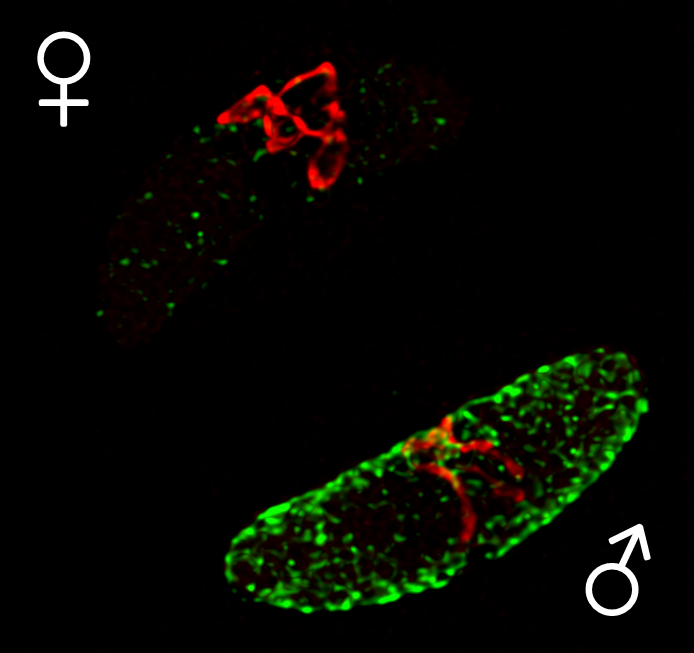 #EMBLMalaria  Be sure to check out Penny's poster tomorrow #116 to see her preliminary data comparing the mitochondria of Pf male and female gametocytes.