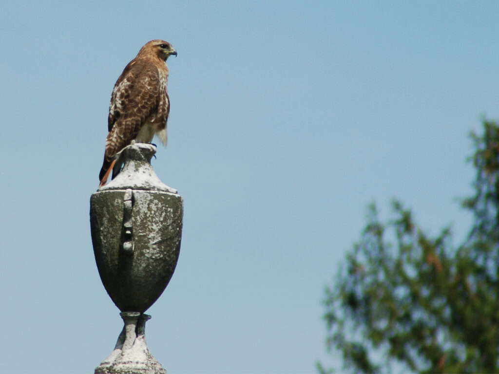 brooklynparrots's tweet photo. Birding Action at Green-Wood Cemetery: 5/22 (Hawks, Parrots, and Anti-Starling Propaganda): https://t.co/rGkpdU2pN0 https://t.co/zxdP5OGyH2
