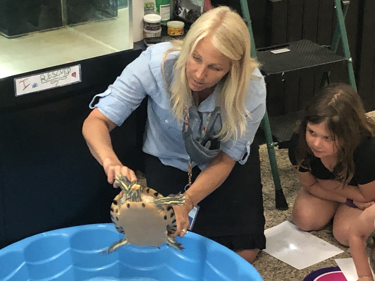 1st grade studies everyone’s favorite turtle, Hope, in STEM today. She was kind enough to demonstrate how animals develop parts to help them survive so that we can learn to engineer similar things to help humans. 
#beartavernpride