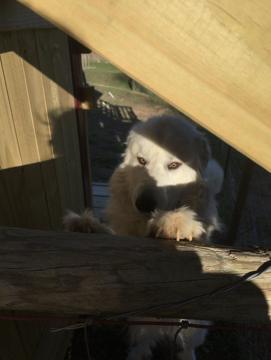 FaintingGoatGA's tweet photo. Ted… the dog. The myth. The legend. #teddybear #greatpyrenees #vineyardlife #vineyarddog #faintinggoatvineyards #faintinggoatwinery #northgeorgiawineries #northgeorgiamountains #blueridgemountains https://t.co/3fEruO9kFq
