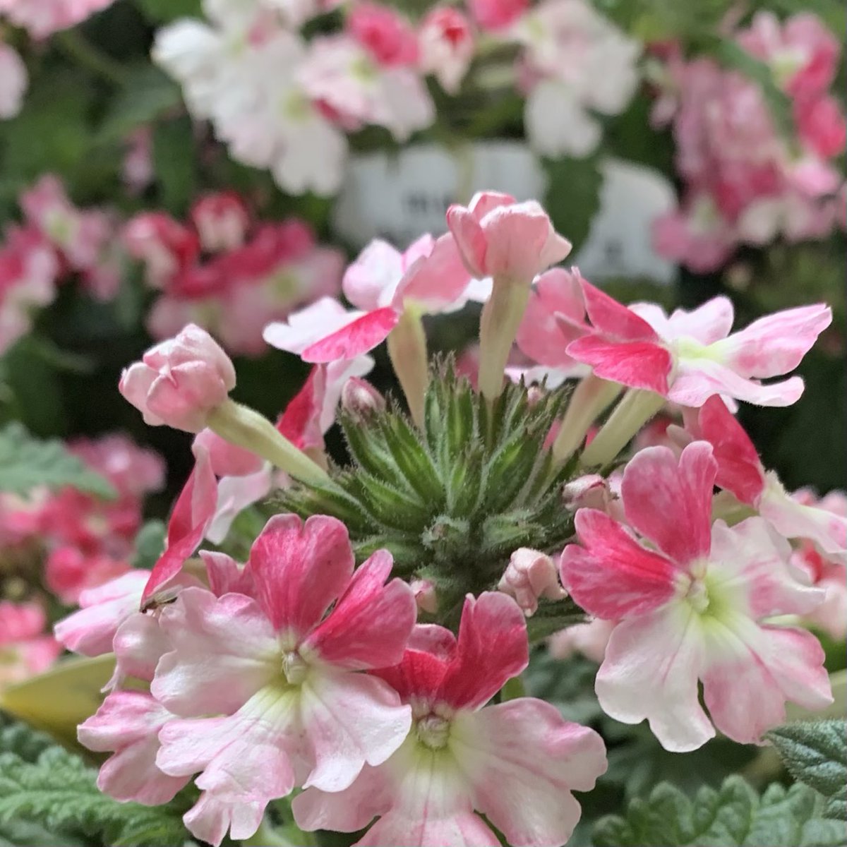 おはようございます٩(*´꒳`*)۶ 🌸🌸🌸花の便り🌸🌸🌸 花が少ない真夏の炎天下でも生育旺盛で、春から晩秋まで咲き続けます