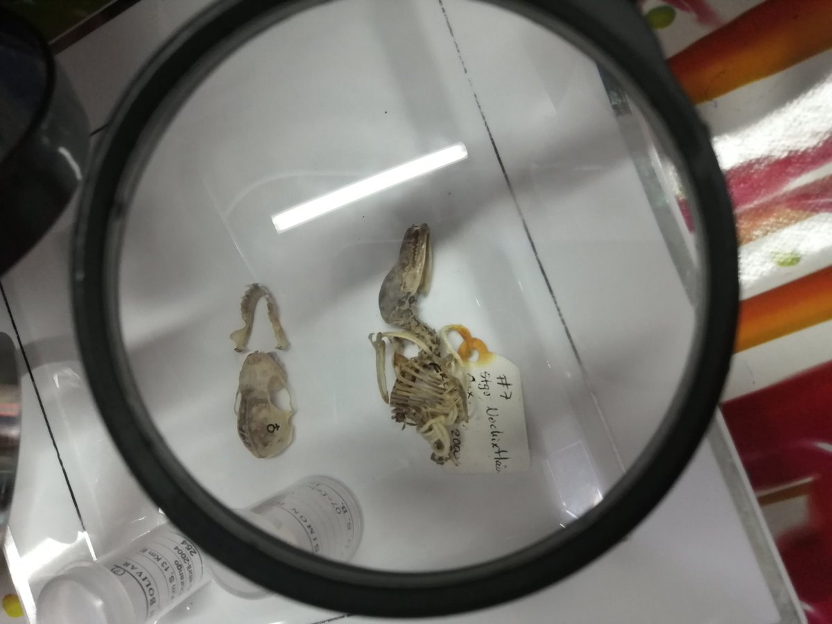 ElaLara4's tweet photo. En 3° aprendimos que observando la forma de los cráneos de los animales podemos saber qué tipo de alimentación tienen.
En esta foto observan cráneos de ratón y murciélago.
🤯👨🔬👩🔬🦇🐁
@primlancaster
#cienciaparaniños
#science4kids https://t.co/KekRRbyEtp