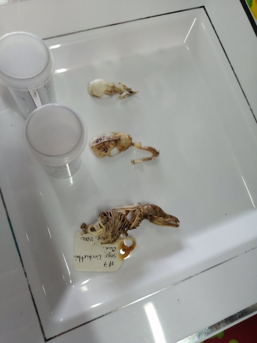 ElaLara4's tweet photo. En 3° aprendimos que observando la forma de los cráneos de los animales podemos saber qué tipo de alimentación tienen.
En esta foto observan cráneos de ratón y murciélago.
🤯👨🔬👩🔬🦇🐁
@primlancaster
#cienciaparaniños
#science4kids https://t.co/KekRRbyEtp