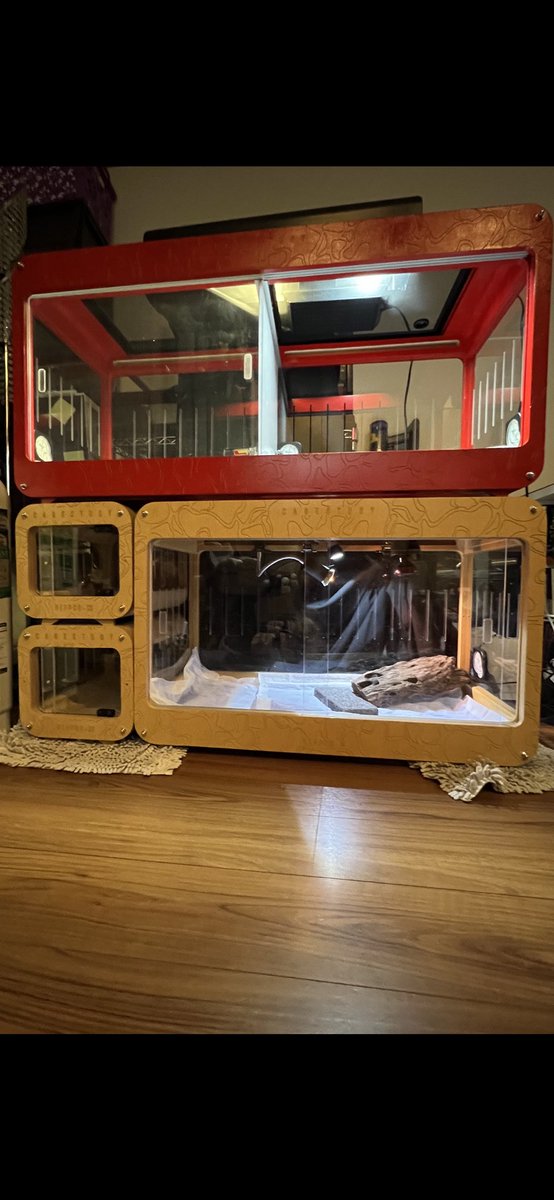 ferrarireptile's tweet photo. レプポッドをやっと組んでみた笑
上はレオパで下がフトアゴ。横が120㎝超えると迫力ある…全部赤じゃないと変ですね…引っ越したら塗ってもらおう^ ^
そういえば今もですがレオパ・フトアゴは高層階でも大丈夫なんでしょうか?標高高い所で飼育している人もいますよね?#cagestudy #REPPOD https://t.co/GteU6jDipp