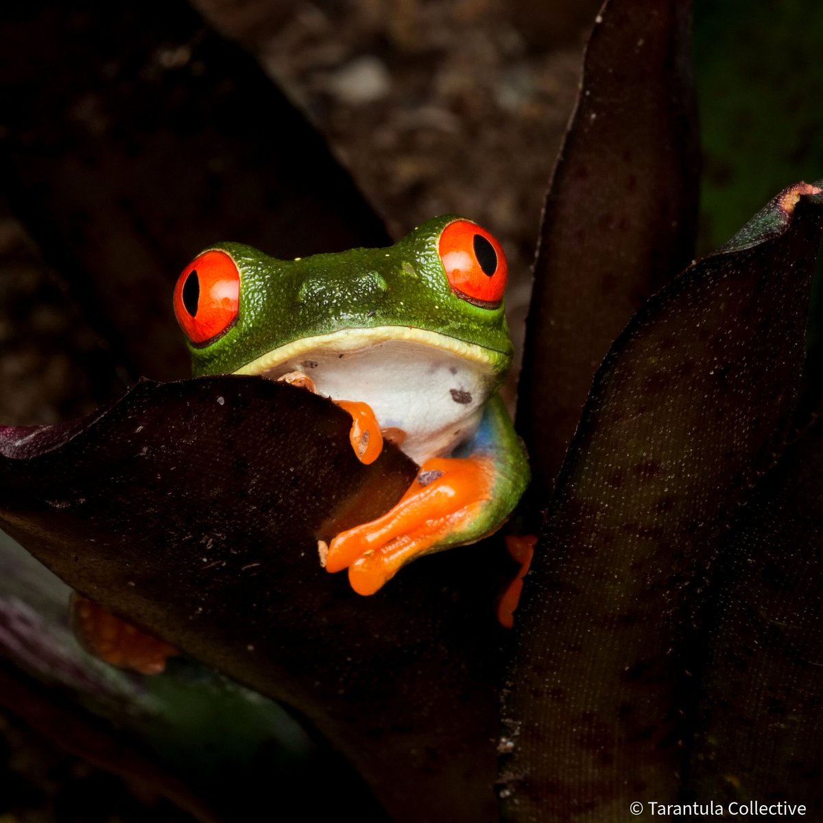 TheTarantulaCo1's tweet photo. The Red Eye Tree Frog (Agalychnis callidryas)
#frog
#treefrog
#redeyetreefrog 
#agalychniscallidryas 
#amphibian https://t.co/fnVPaloEpE