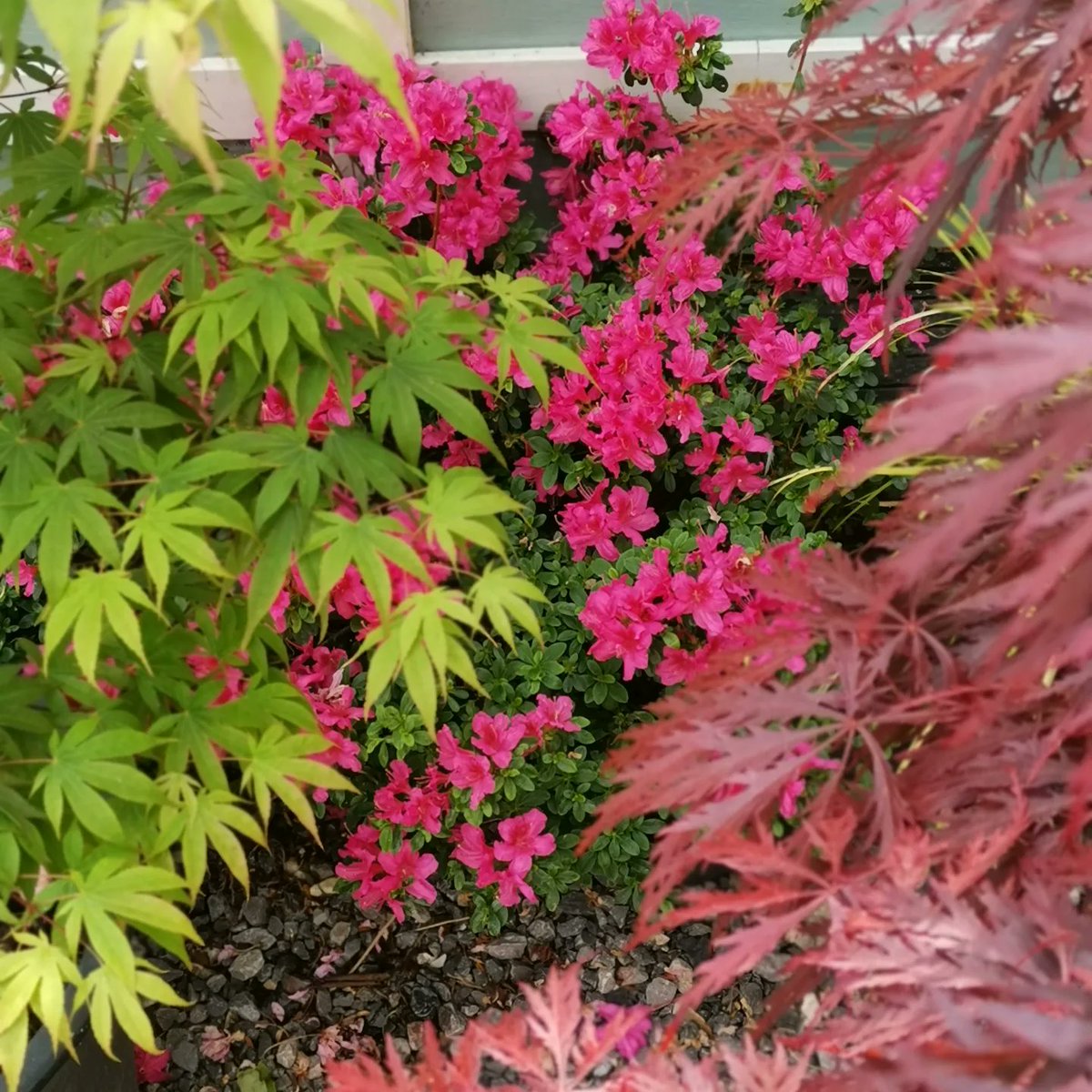 #GardensHour #Maples #azalea in my garden combo
