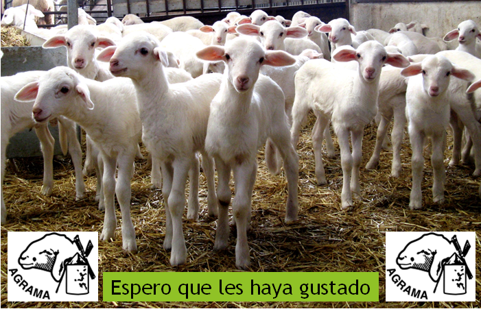 Ab_Mar_Al's tweet photo. Los👩🌾👨🌾de Manchega quieren seguir progresando⏩profesionalizándose➡️#AGRAMA trabaja sin descanso, en ámbitos como la implantación de la🧬Selección Genómica🧬para maximizar el progreso genético🧬de la raza.
El🧵resume mi trabajo para cría y mejora @MEGA_ULE➡️@FacVetLeon➡️@unileon https://t.co/WbVKkrcbDm
