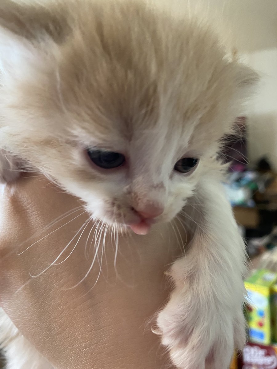 OsseinCactus's tweet photo. I’m quiet on here but look I got a baby kitty! Her name is Parmigiano Reggiano and she is crazy 💕💕 https://t.co/EsEWemVrYP