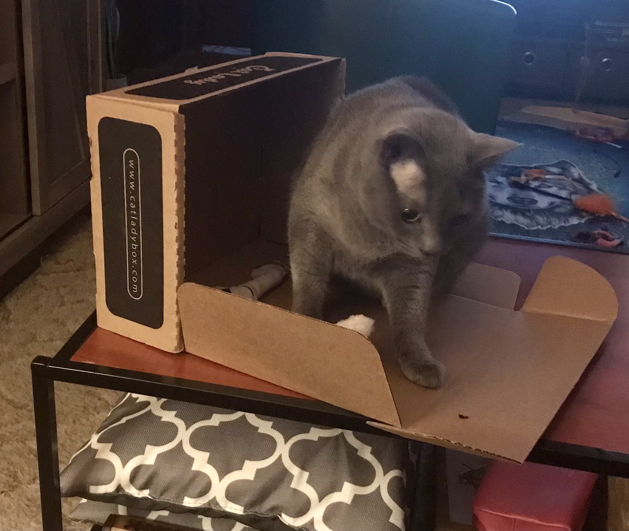 wh on Twitter "Watching a movie when you have cats 😂 https//t.co