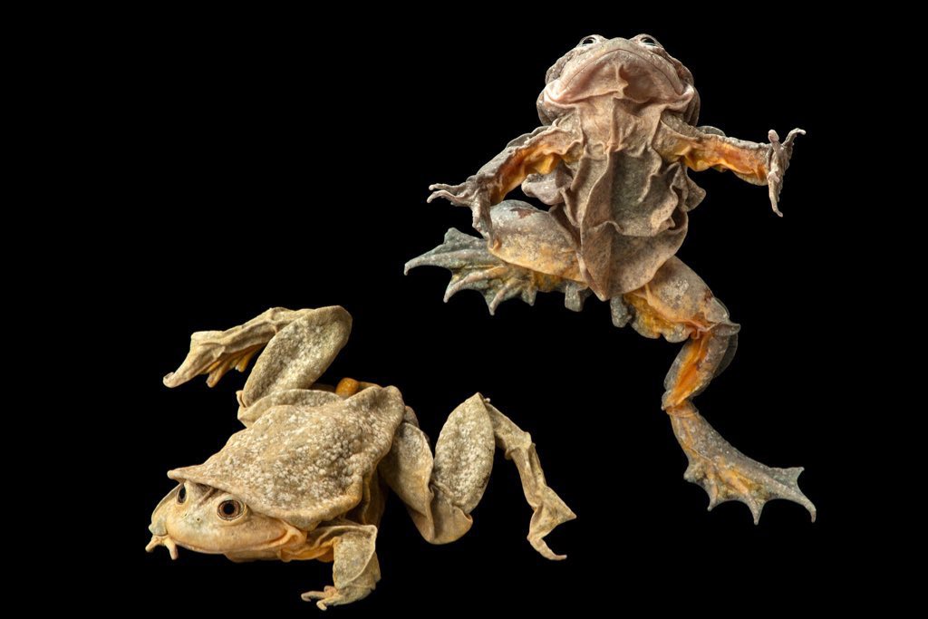 Bouteflikov™ 📚 on Twitter "La grenouille du lac Titicaca, la plus grande grenouille aquatique