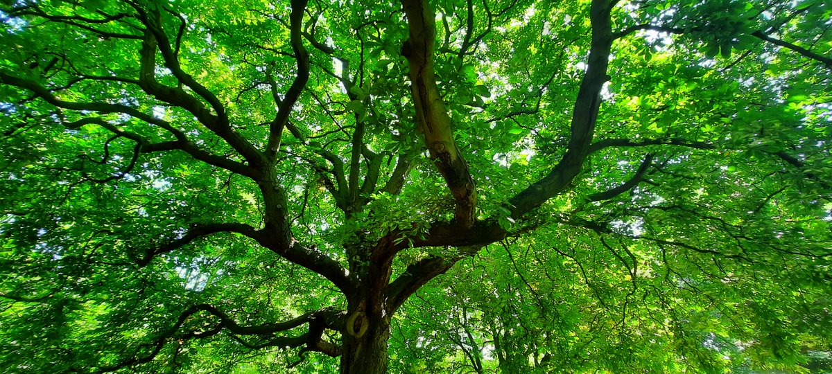 Treeglee's tweet image. Do you love trees? You&apos;re invited to join a new group for #treelovers to celebrate and share the favourite trees in our lives, the trees that we see as we go about our days and our own personal moments of #treeglee How do trees make you feel? facebook.com/groups/treeglee