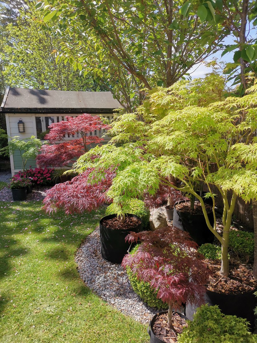 #GardensHour #spring #maples