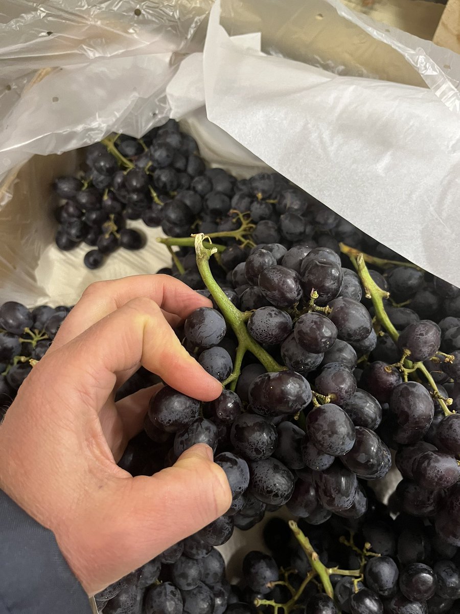 parallelfruit's tweet photo. 🍇 Our Chilean Sable still going strong! https://t.co/LIC5F6bumJ
