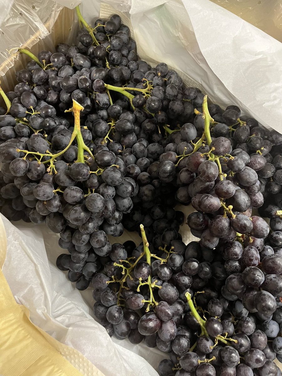 parallelfruit's tweet photo. 🍇 Our Chilean Sable still going strong! https://t.co/LIC5F6bumJ
