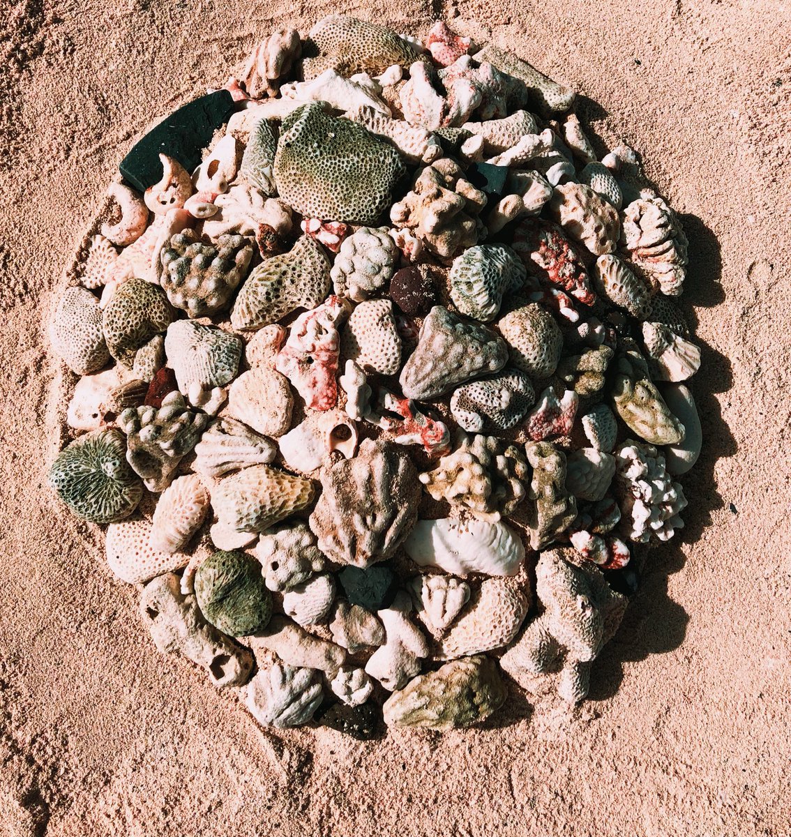 Iheartveefrien3's tweet photo. My entry in The Flower Girls Art Comp! Inspired by seeds, with a Rarotongan twist! There’s coral, shells and rocks on a sand base. #FlowerGirlsArt @FlowerGirlsNFT https://t.co/lQ4OyZnHhM