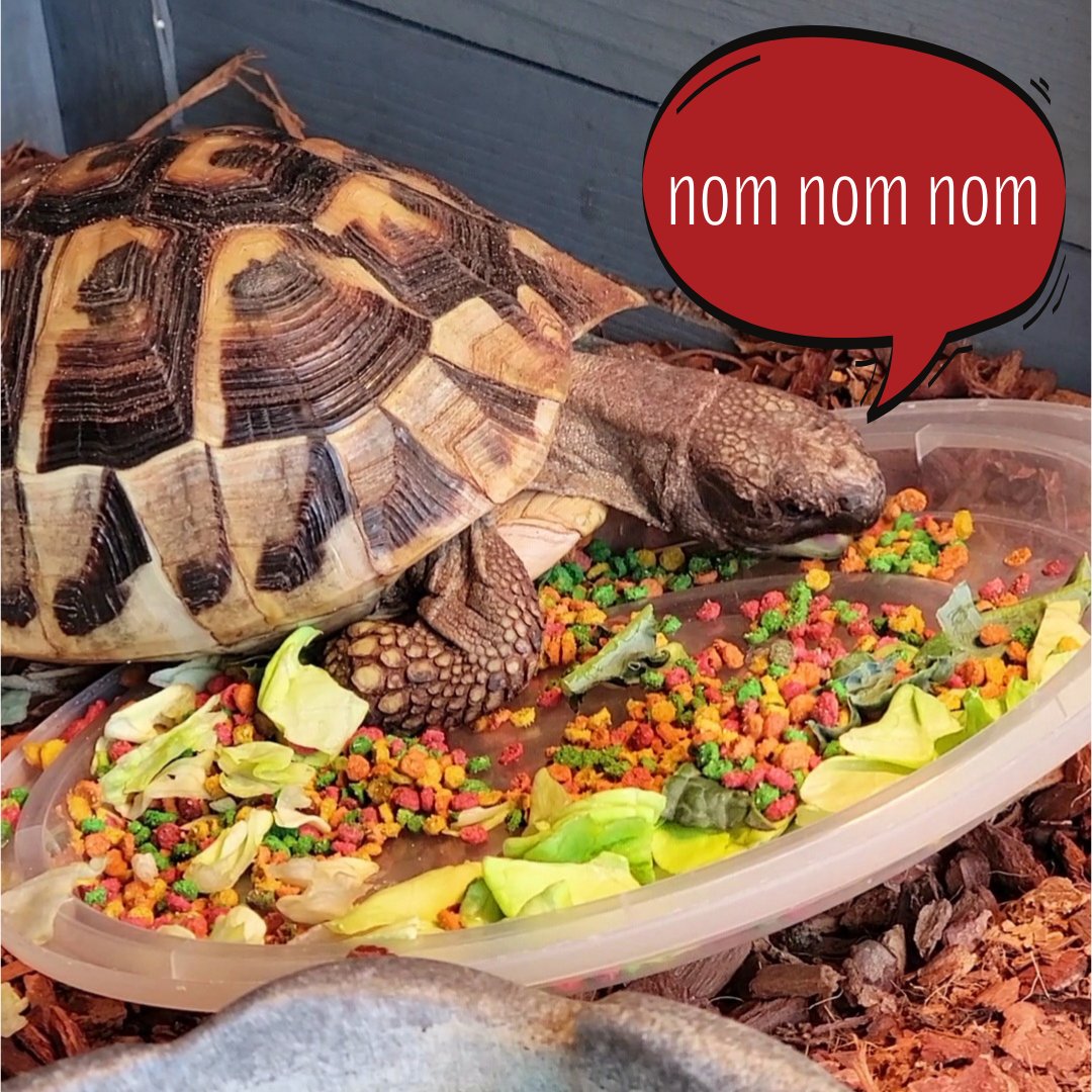butterfly_tampa's tweet photo. Happy #WorldTurtleDay! Shelly our #HermannTortoise celebrated by having a very colorful breakfast this morning! She's hoping that mom will let her have apples for evening desert. 
Follow @WorldTurtleDay to learn more on how you can help #savetheturles

#nurturenative #tortoise https://t.co/KUwAtWOp2D