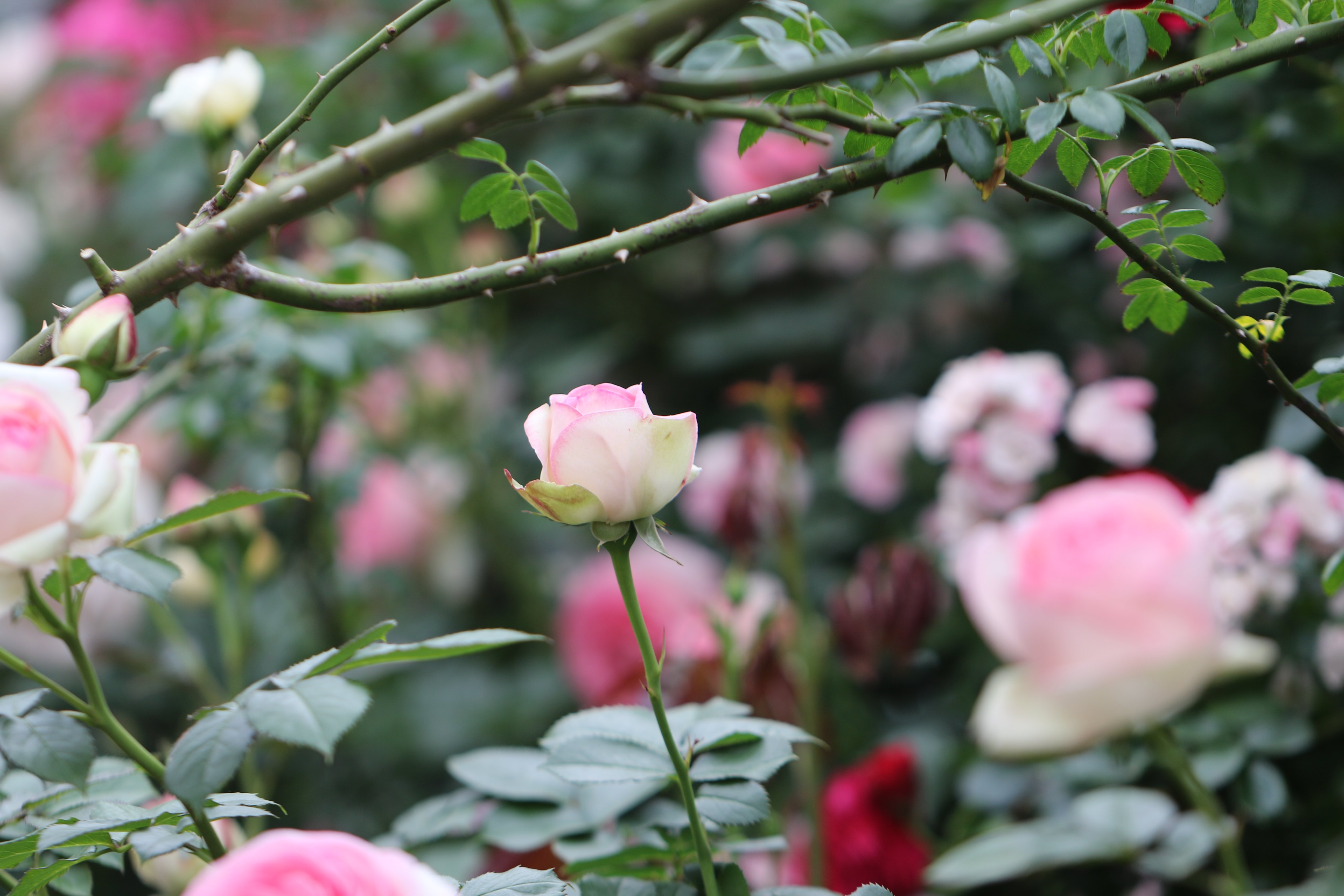 تويتر 浪花浩和 Naniwa Hirokazu على تويتر 美しい花には棘がある Gallery T Co 1ycanjipmo 写真 フォト Photo 花 Flower バラ 薔薇 Rose 諺 T Co Dktddbcvil