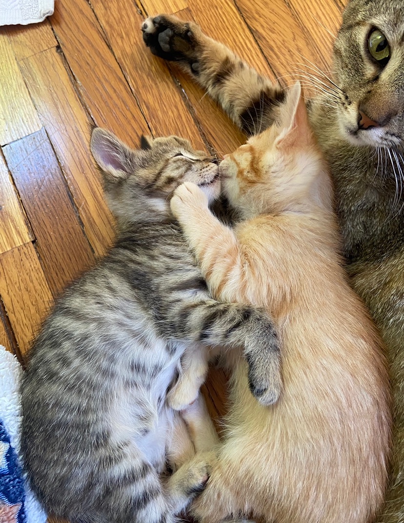 imaliwaller's tweet image. LA: our stunning, all-star kitten fosters are almost ready for adoption! If you or someone you know is interested in adopting a kitten or momma cat, hit me up!
