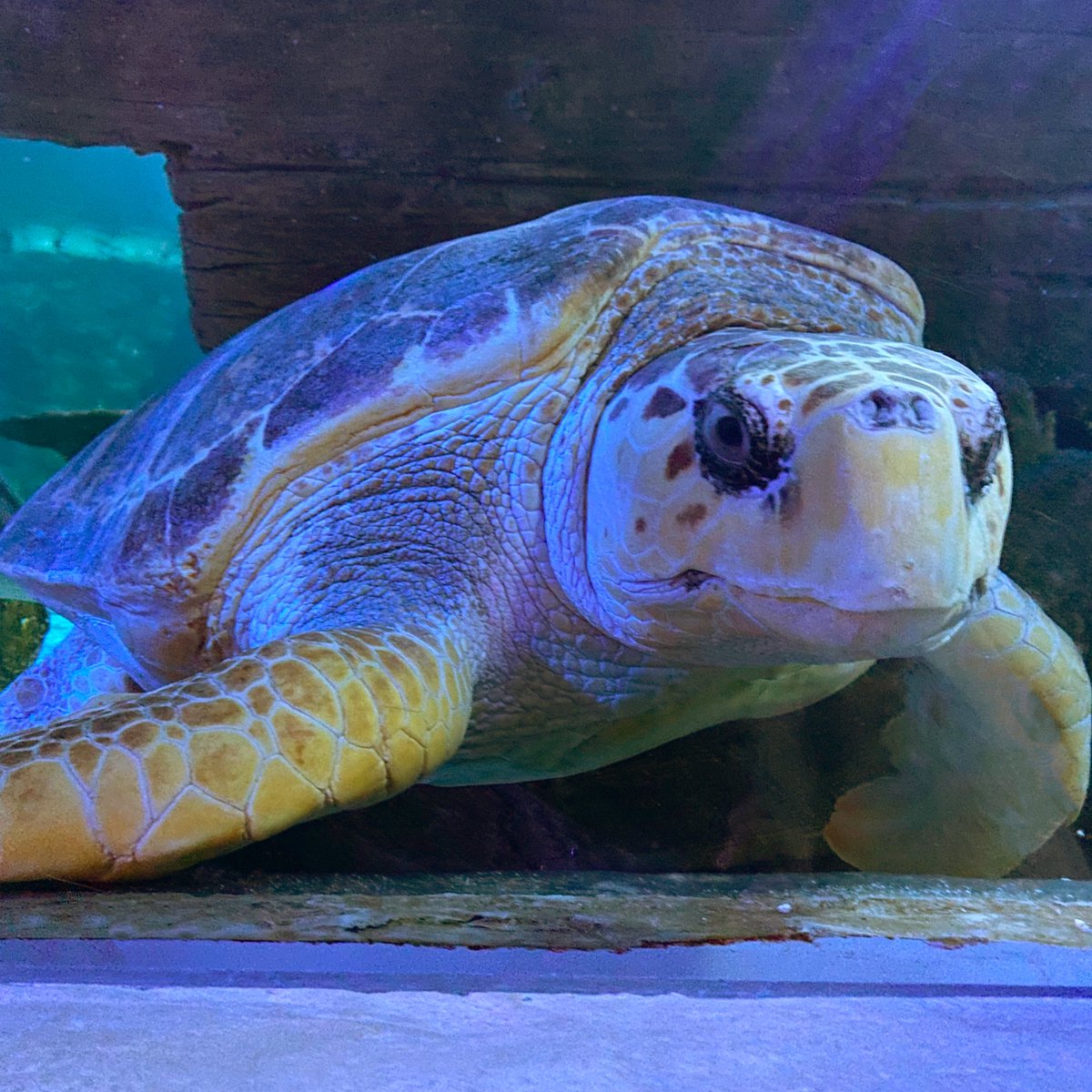 SEA LIFE at Mall of America tweet media