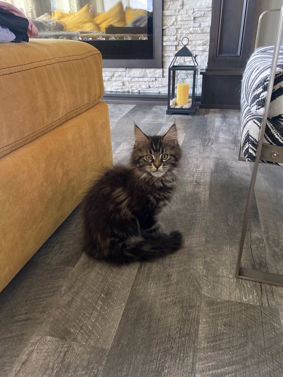 hughestroll's tweet photo. this is my kitten sully he is so perfect and little https://t.co/EF5HOwHiI7