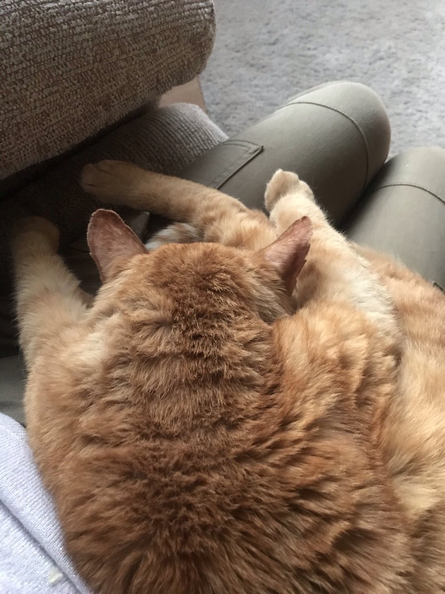 It’s been a hard day 😸