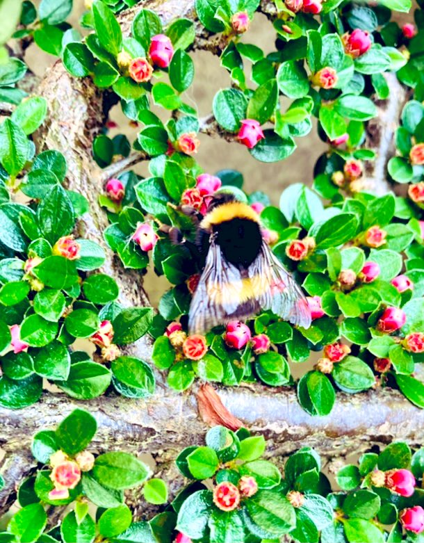 Marie_27's tweet photo. Bee in the garden #bees #photography #Flowers #gardening #nature https://t.co/u94zvjB1lg